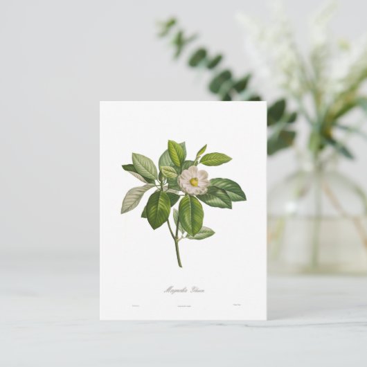 Magnolia glauca briefkaart (Staand voorkant)