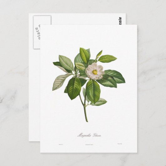 Magnolia glauca briefkaart (Voorkant / Achterkant)