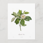 Magnolia glauca briefkaart (Voorkant)