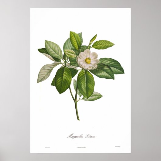 Magnolia glauca poster (Voorkant)