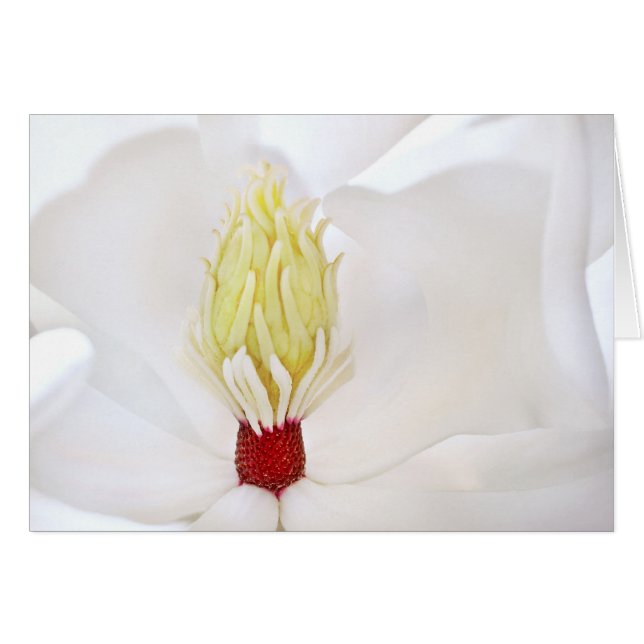 Magnolia Grandiflora (Voorkant Horizontaal)