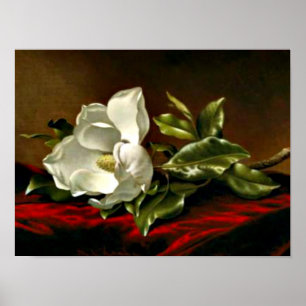 Magnolia Grandiflora-1895,_Martin Johnson Heade Poster