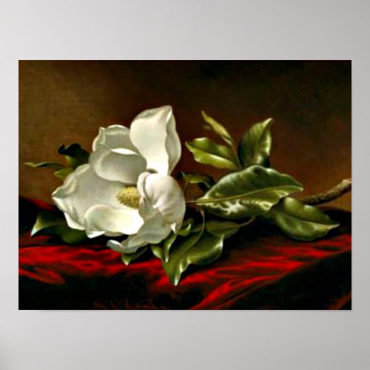 Magnolia Grandiflora-1895,_Martin Johnson Heade Poster (Voorkant)