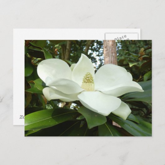 Magnolia Grandiflora Briefkaart (Voorkant / Achterkant)