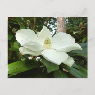 Magnolia Grandiflora Briefkaart