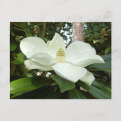 Magnolia Grandiflora Briefkaart (Voorkant)
