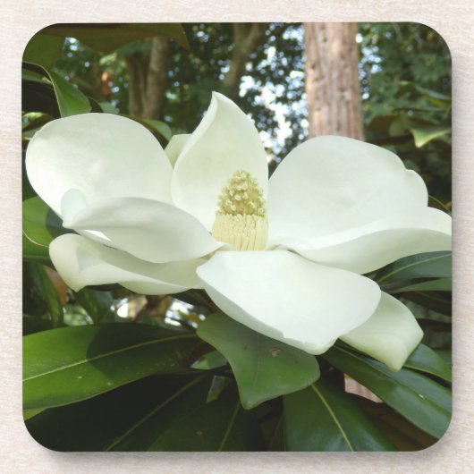 Magnolia Grandiflora harde plastic onderzetter (Voorkant)