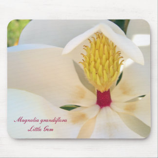 Magnolia grandiflora "Little Gem" Muismat