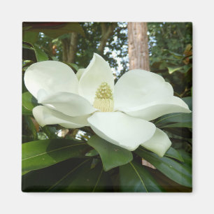 Magnolia Grandiflora Magnet