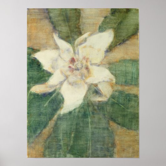 Magnolia Grandiflora Poster (Voorkant)