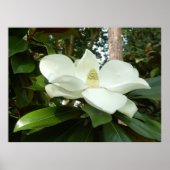 Magnolia Grandiflora Poster (Voorkant)