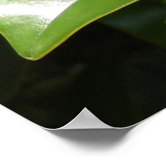 Magnolia Grandiflora Poster (Hoek)