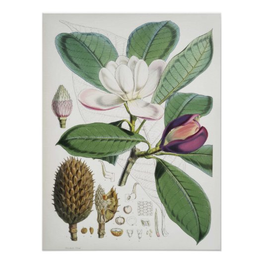 Magnolia Hodgsonii Perfect Poster (Voorkant)