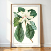 Magnolia III (1750-1773) Poster