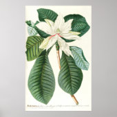 Magnolia III (1750-1773) Poster (Voorkant)