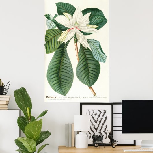Magnolia III (1750-1773) Poster (Thuiskantoor)