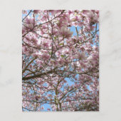 Magnolia in april briefkaart (Voorkant)