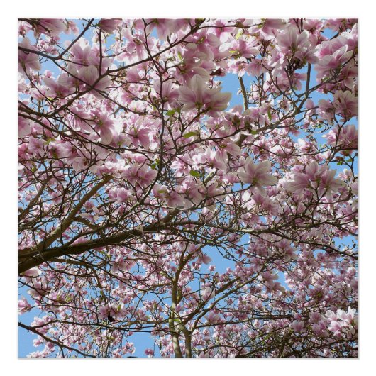 Magnolia in april perfect poster (Voorkant)