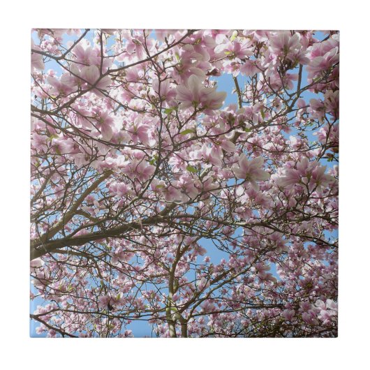 Magnolia in april tegeltje (Voorkant)