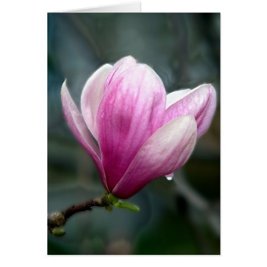 Magnolia in regen (Voorkant)