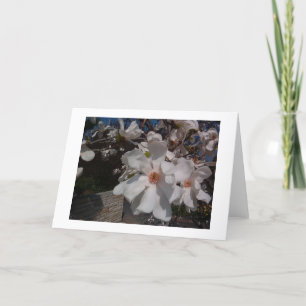 Magnolia Kaart
