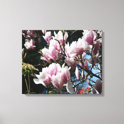 Magnolia Lente Bloemenfotografie Canvas 6 Afdruk (Voorkant)