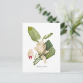 Magnolia macrophylla briefkaart (Staand voorkant)