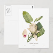 Magnolia macrophylla briefkaart (Voorkant / Achterkant)