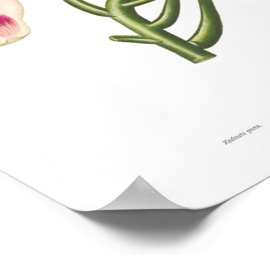 Magnolia macrophylla poster (Hoek)