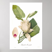 Magnolia macrophylla poster (Voorkant)