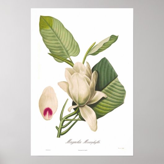 Magnolia macrophylla poster (Voorkant)