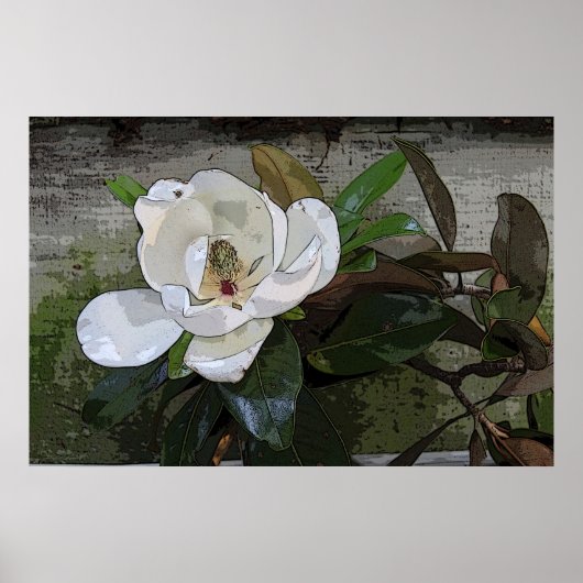 Magnolia Magic Poster -36x24 - andere maten ook (Voorkant)