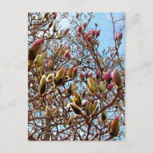 Magnolia Mass of Buds Briefkaart