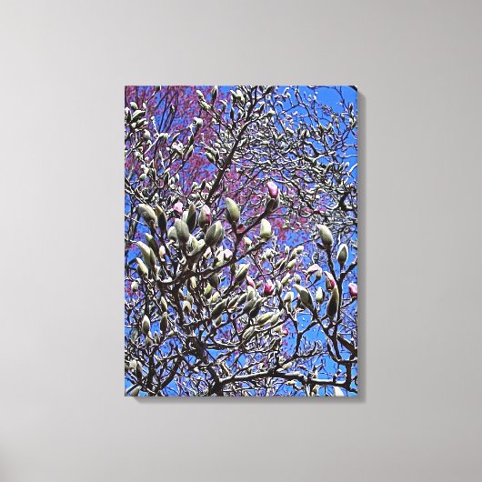 Magnolia, Mass of Buds Canvas Afdruk (Voorkant)