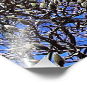 Magnolia, Mass of Buds Foto Afdruk (Hoek)