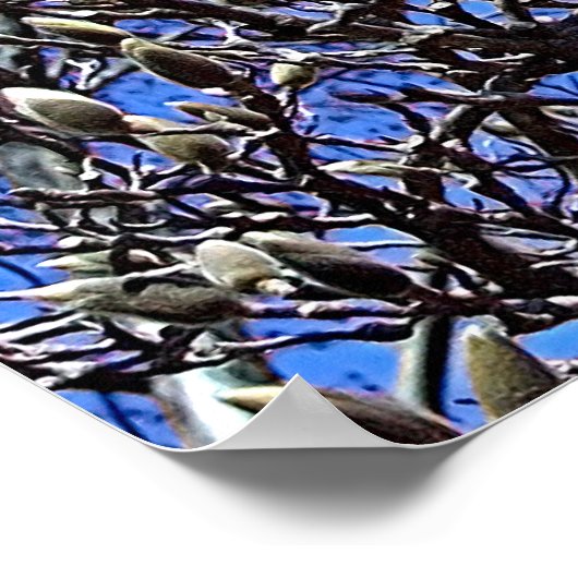 Magnolia, Mass of Buds Poster (Hoek)