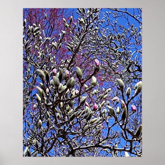 Magnolia, Mass of Buds Poster (Voorkant)