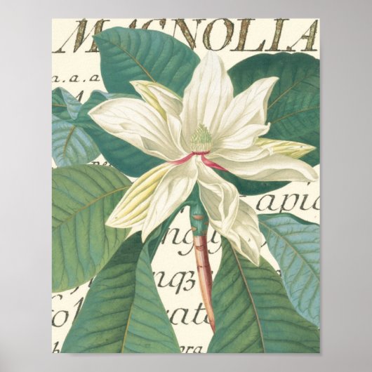 Magnolia met kalligrafisch detail poster (Voorkant)