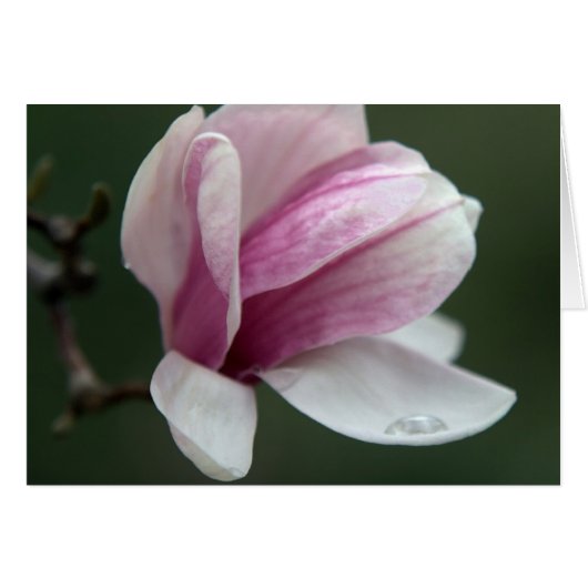 Magnolia met regenval (Voorkant Horizontaal)