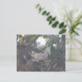 Magnolia met Spaans mos Briefkaart (Staand voorkant)