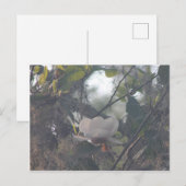 Magnolia met Spaans mos Briefkaart (Voorkant / Achterkant)