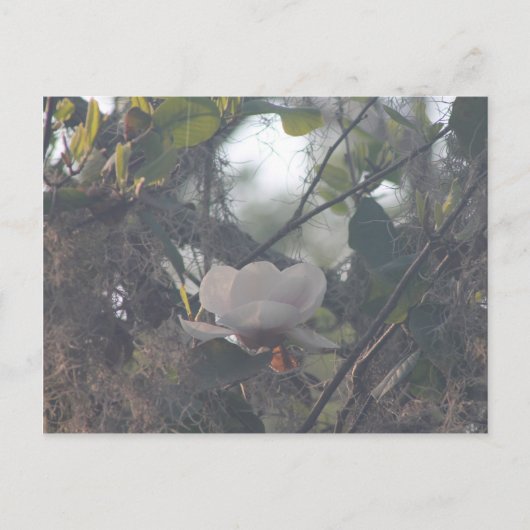 Magnolia met Spaans mos Briefkaart (Voorkant)