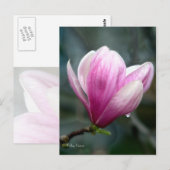 Magnolia na regen briefkaart (Voorkant / Achterkant)