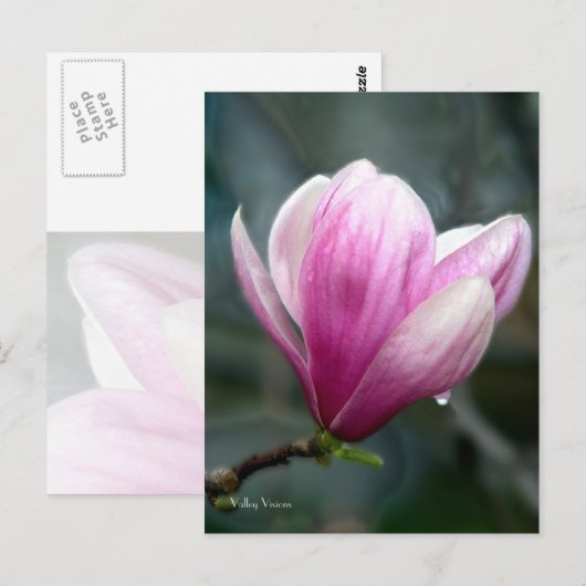 Magnolia na regen briefkaart (Voorkant / Achterkant)