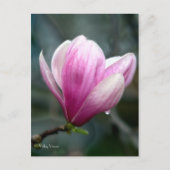 Magnolia na regen briefkaart (Voorkant)