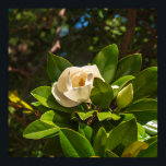 Magnolia of Corfu Poster<br><div class="desc">Soft, elegant, and full of natural charm, this magnolia poster captures a graceful moment in Corfu. It’s a lovely way to bring a touch of Mediterranean beauty and gentle floral freshness into your home. This magnolia poster from Corfu captures the soft beauty of Mediterranean nature in bloom. Ideal for floral...</div>