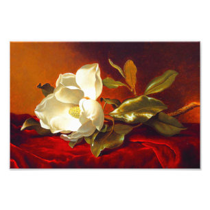 Magnolia op rood fluweel Martin Johnson hoofd Foto Afdruk