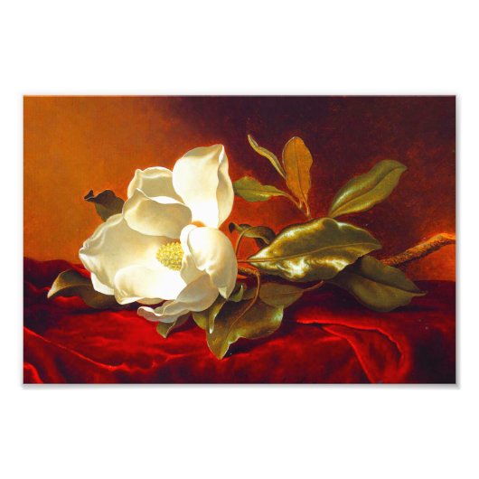 Magnolia op rood fluweel Martin Johnson hoofd Foto Afdruk (Voorkant)