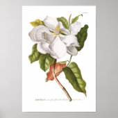 Magnolia. Poster (Voorkant)