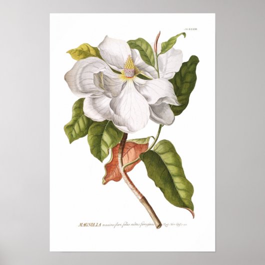 Magnolia. Poster (Voorkant)